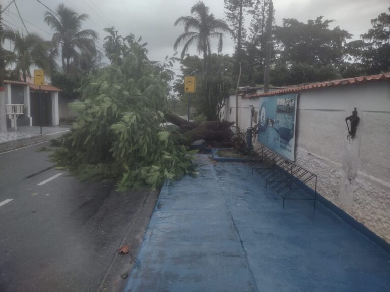 Moradores denunciam árvore caída há mais de 24 horas no Jardim Atlântico Central