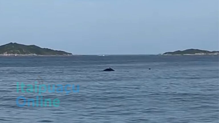 Baleia-jubarte surpreende frequentadores na Praia de Itaipuaçu