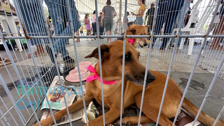 Itaipuaçu recebe feira de adoção de cães e gatos neste sábado (14)