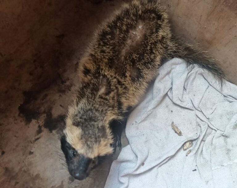 Itaipuaçu: Furão é resgatado por agentes da Guarda Municipal